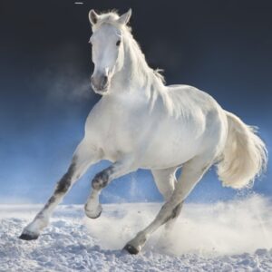 white horse acrylic painting wall decor new home gift ideas2